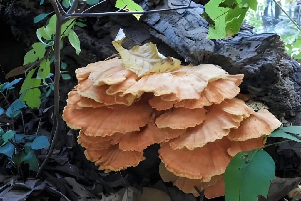 Forager picking Chicken of the Woods mushroom in a lush forest.