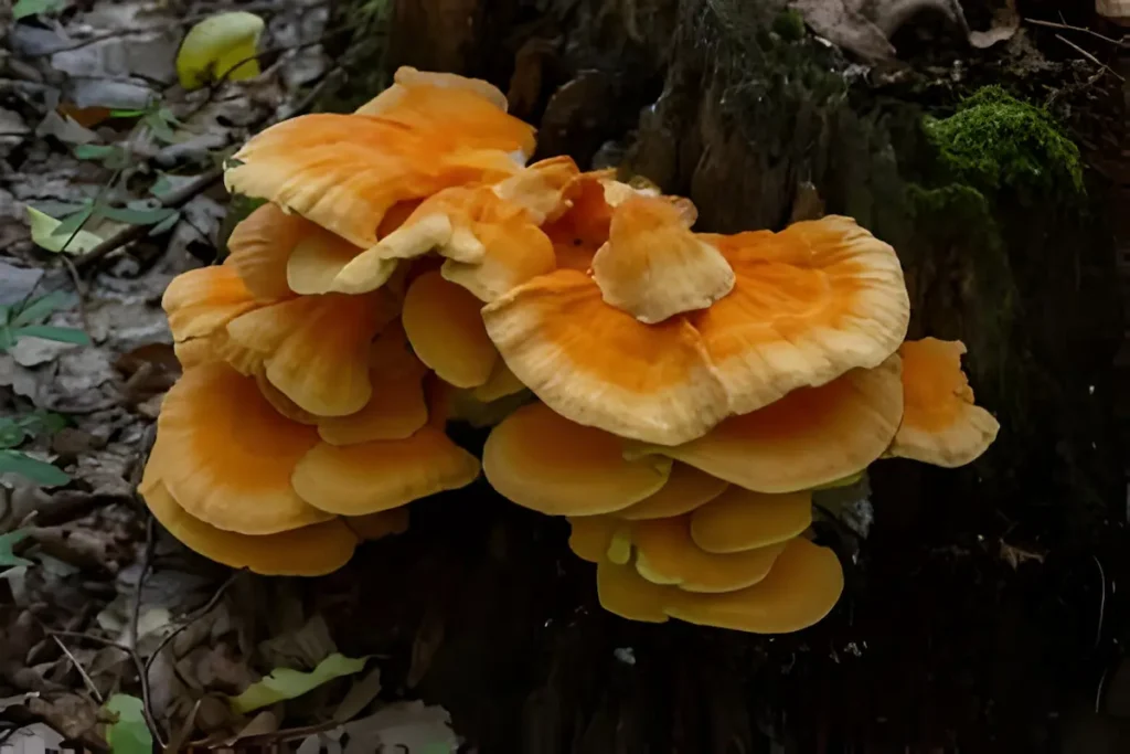 Chicken of the Woods mushroom growing on a tree trunk in a forest